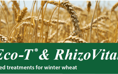 Eco-T & Rhizovital seed treatments for Winter Wheat