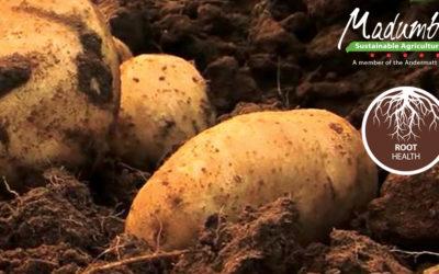 Madumbi’s Root Health Program on Potatoes