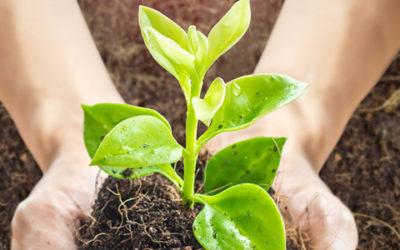 Human Health Starts With Soil Health