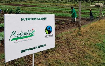 Madumbi Kenya Nutritional Garden