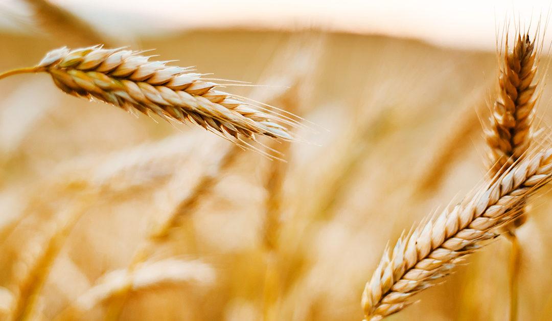 Maximise winter grain yields