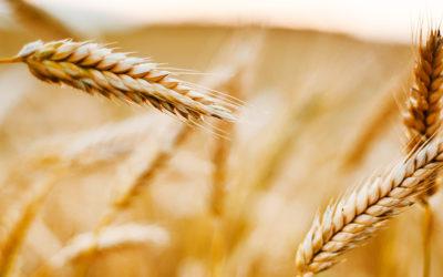 Maximise winter grain yields