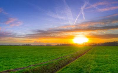 Madumbi’s winter lucerne and pasture guide