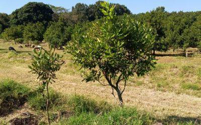 Going underground to grow better nuts