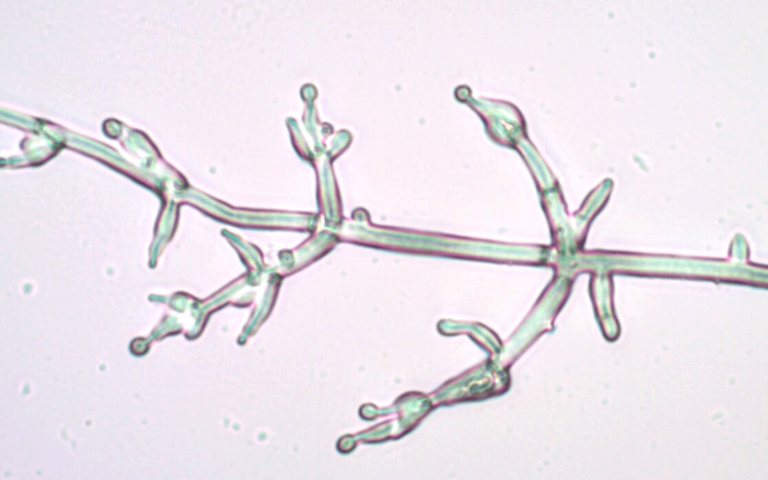 Not all Trichoderma products are the same