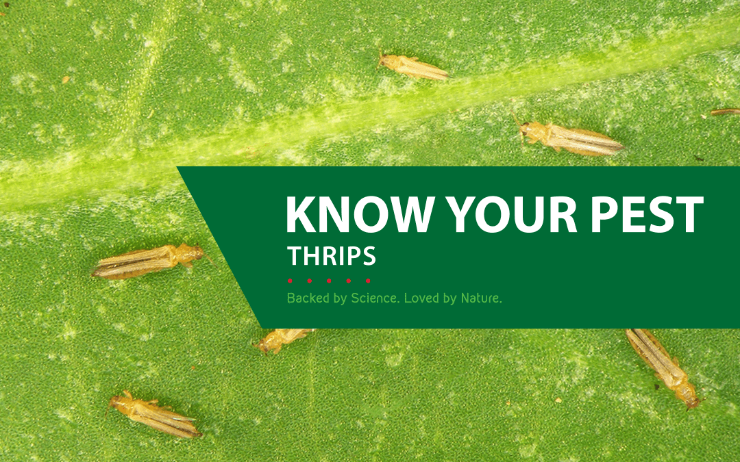 KNOW YOUR PEST – THRIPS