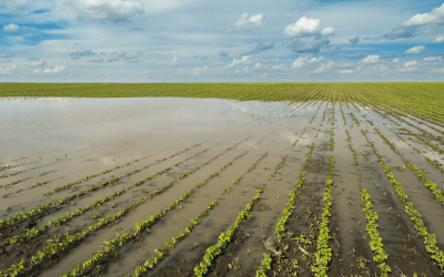 CYCLONE ELOISE CAUSES HAVOC ON FARMS IN NORTHERN REGIONS