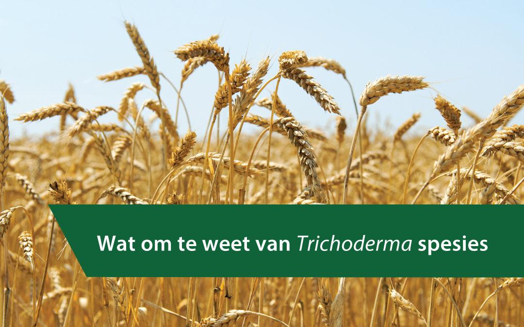 Wat om te weet van Trichoderma spesies