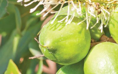 Prepare your Macadamia trees for the cold days ahead