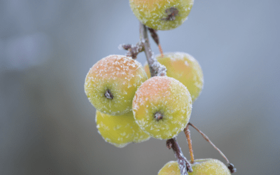 Cold Stress Tolerance in crops