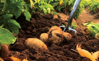 Root health strategy with Eco-T® and AmyProtec 42® on potatoes in South Africa