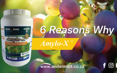 6 Reasons why you should be using Amylo X®