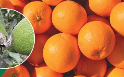 Citrus Success Story by Peter Thorpe