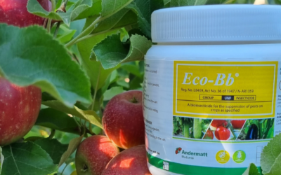 Eco Bb Mealybug